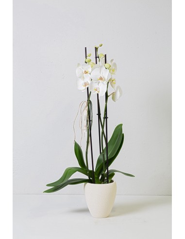Phalaenopsis Blanco