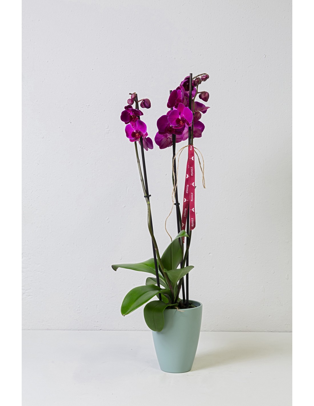 Orquídea rosado a domicilio, Flores de temporada