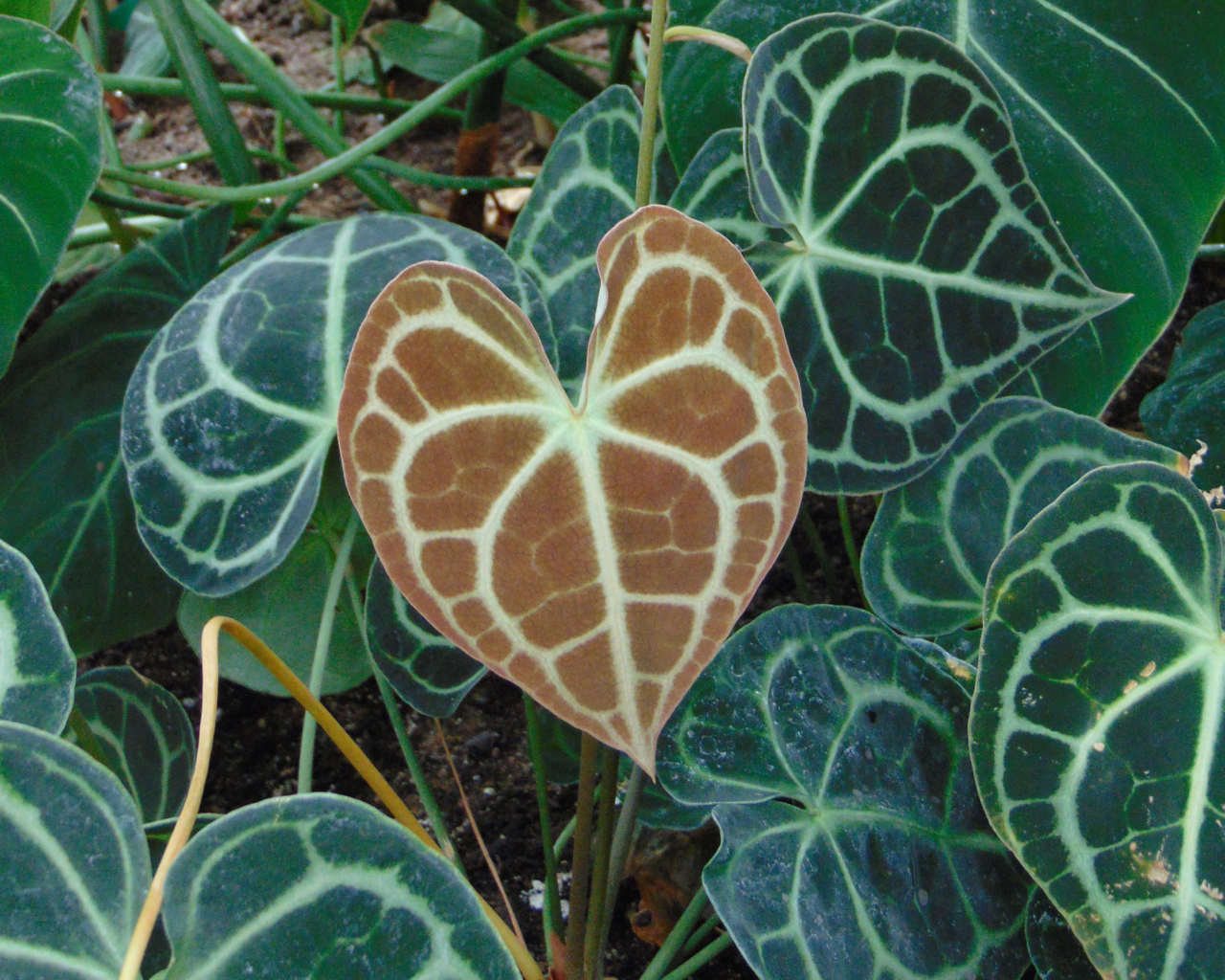 anthurium clarinervium