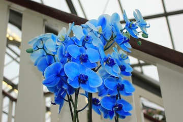 orquídeas azules