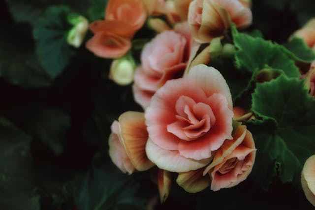 cuidados de la begonia maculata en verano