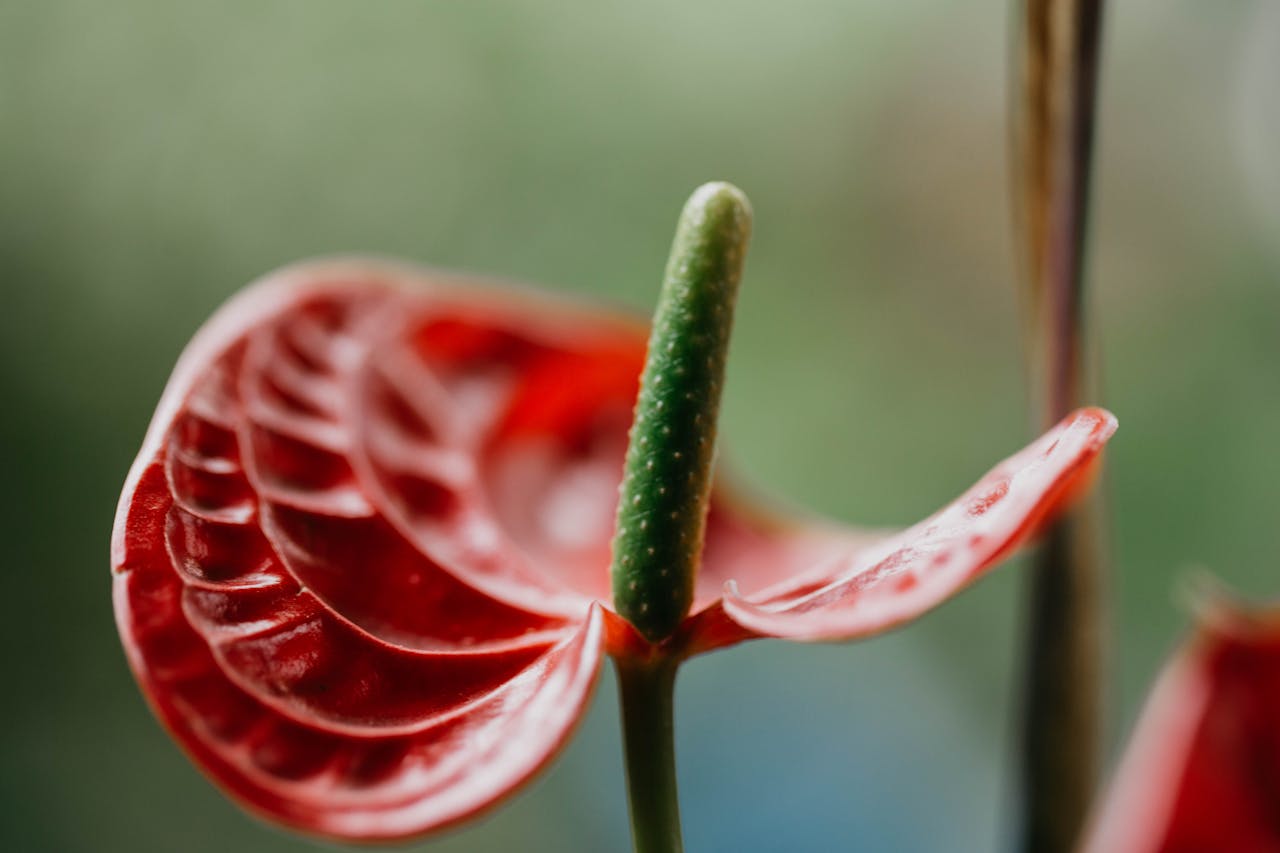 anthurium andraenum