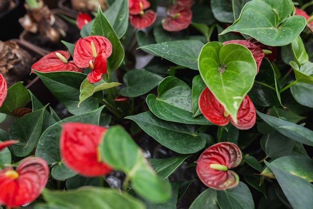 cuidados del anthurium