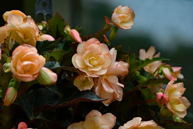 cuidados de la begonia maculata en verano