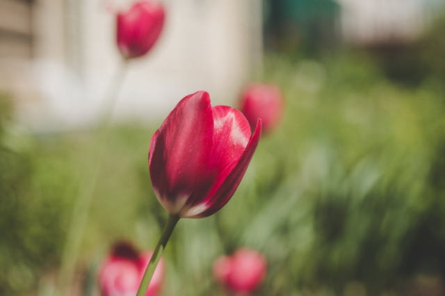 cuidados de los tulipanes en verano