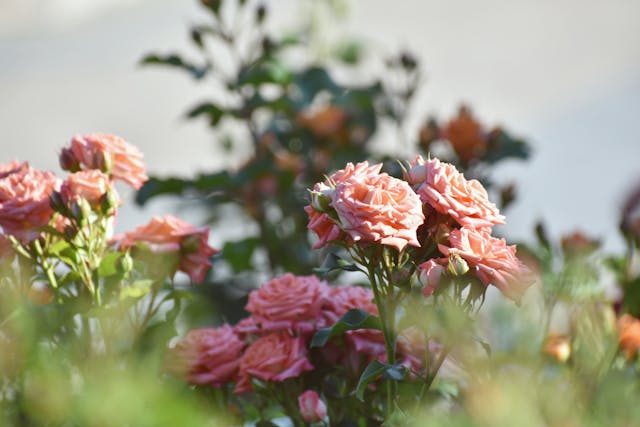 cuidados de las rosas en verano