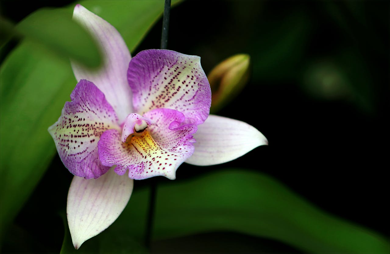 Phalaenopsis