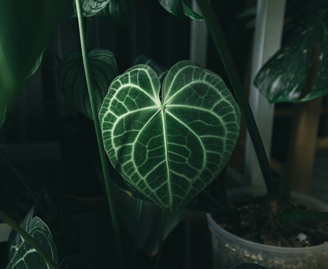 anthurium crystallinum