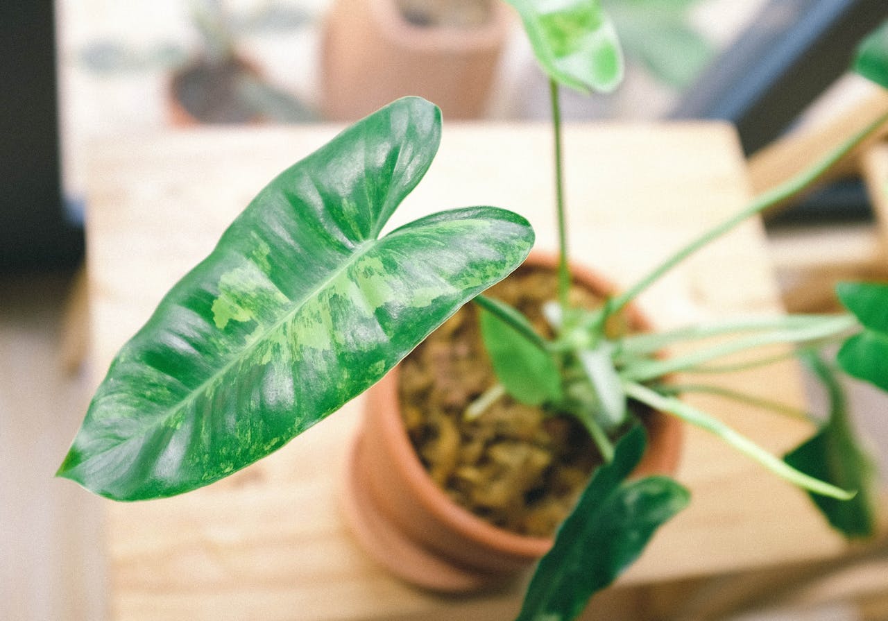 anthurium crystallinum