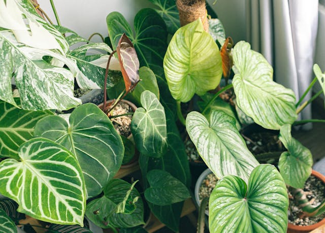 cuidados del anthurium