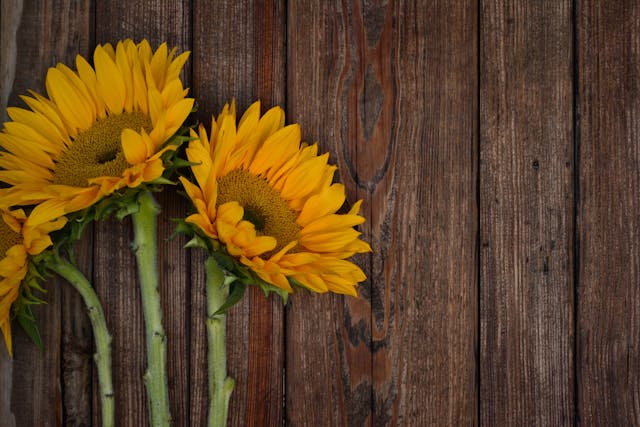 girasoles