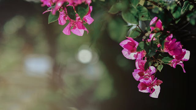 cuidados de la bungavilla en verano