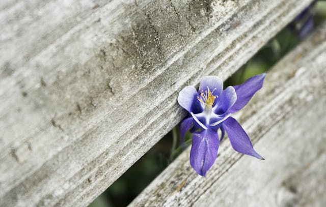 orquídea azul