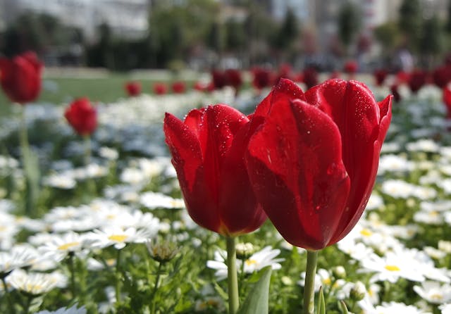 cuidados de los tulipanes en verano