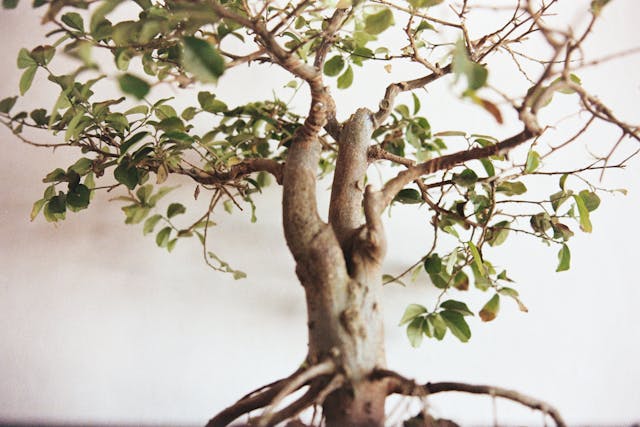 ficus