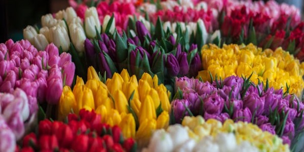 Las flores bonitas perfectas para un regalo