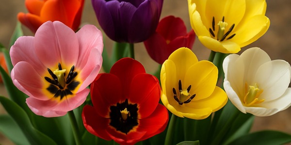 Tulipanes Abiertos: Belleza Natural para Transformar tus Espacios