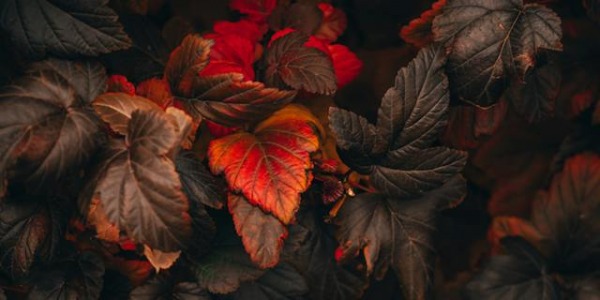 Flores de otoño: plantas y flores para un jardín otoñal