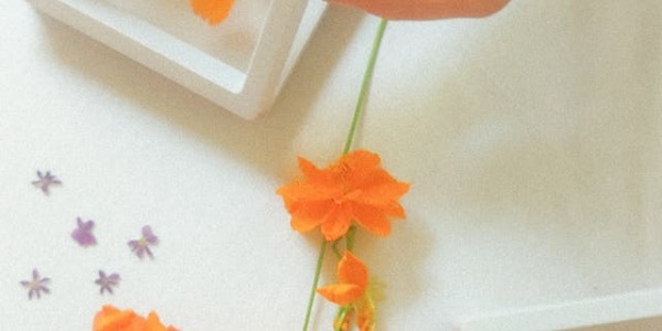 Compra las mejores flores preservadas online en Zinnia Flors