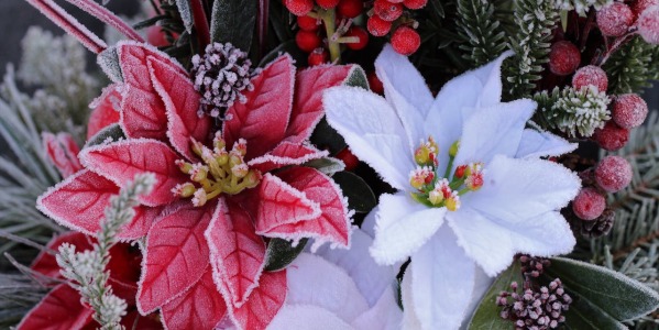 Flor de pascua o poinsettia: todo sobre esta planta de navidad