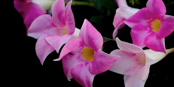 Descubre el Encanto de los Centros de Flores Secas: Un Toque Vintage y  Elegante para tu Hogar - Zinnia - Les flors del turó park