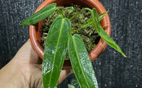 Cuidados esenciales de la planta tropical anthurium warocqueanum