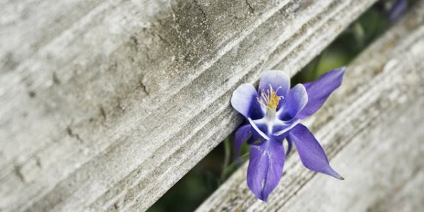Cuidados de la orquídea Phalaenopsis: todo sobre esta flor