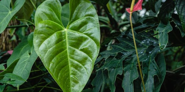 ¿Cómo cuidar la anthurium crystallinum? Todo sobre esta planta tropical 