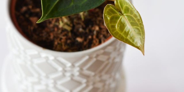 Anthurium clarinervium: cómo cuidar el anturio de cartón terciopelo