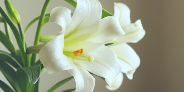 Lirios blancos: cuidados básicos de esta flor