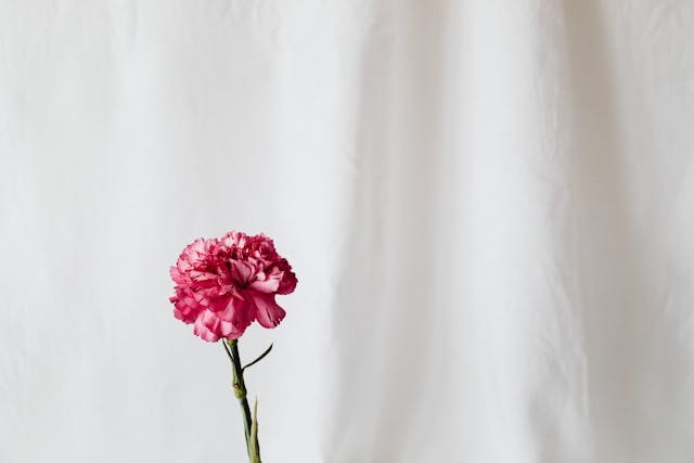 El clavel: todo lo que necesitas saber sobre esta flor española