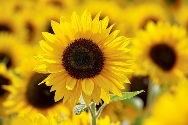 Girasoles: cuidados, significado y características de esta flor de verano