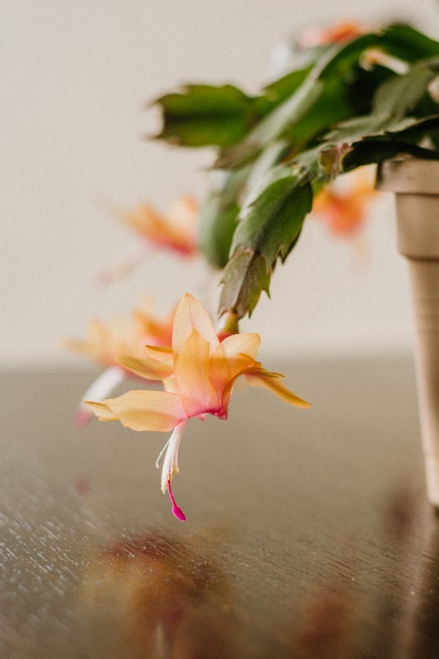 Cuidados del cactus de navidad o schlumbergera