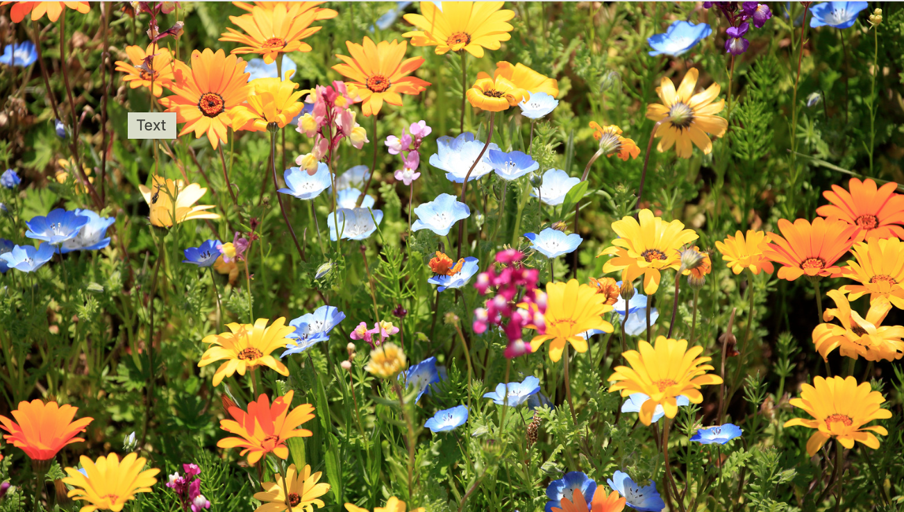 Especial flores y plantas típicas de la primavera
