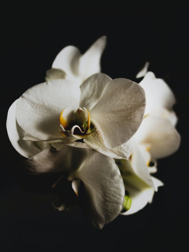 Cuidados de la orquídea: cómo cuidar una orquídea