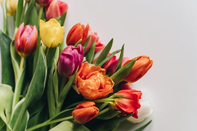 El significado de los tulipanes y sus cuidados