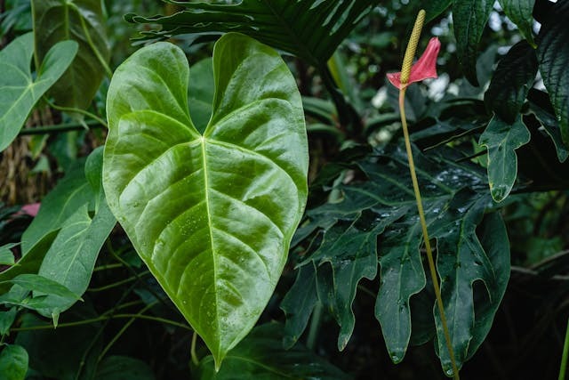 ¿Cómo cuidar la anthurium crystallinum? Todo sobre esta planta tropical 