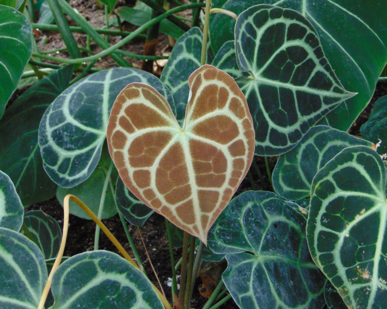 Anthurium clarinervium: cómo cuidar el anturio de cartón terciopelo