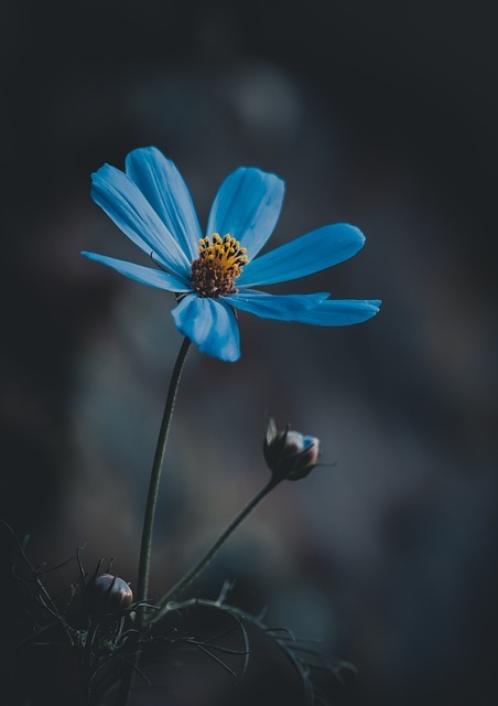 ¿Cómo luce una orquídea azul? Historia y tipos de orquídeas