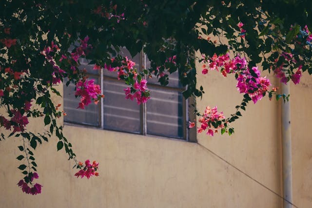 Cuidados de la buganvilla en verano: cómo cuidar esta planta trepadora