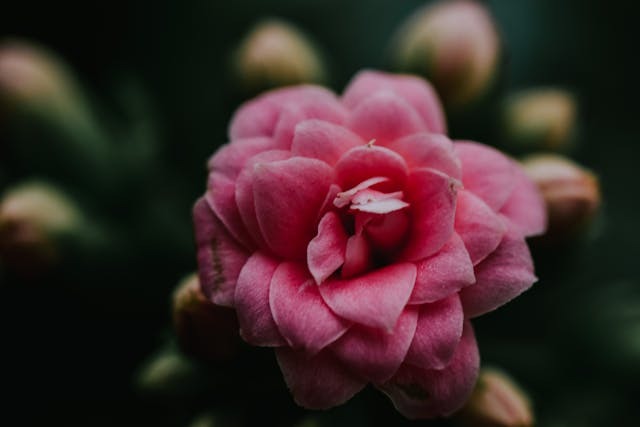 Cuidados de la begonia maculata en verano