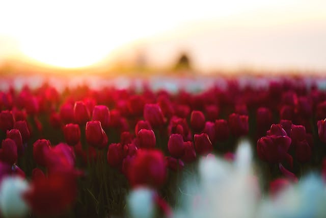 Descubre el significado del color de los tulipanes y haz el mejor regalo